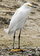 Snowy Egret