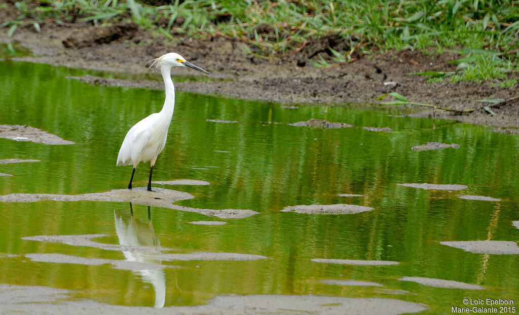 Snowy Egret