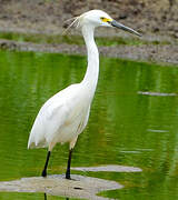 Aigrette neigeuse