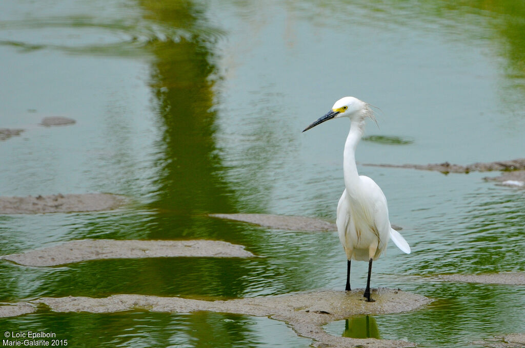 Snowy Egret