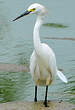 Aigrette neigeuse