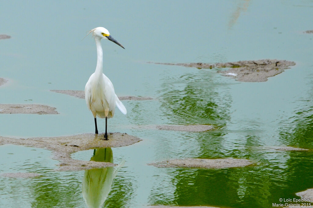 Snowy Egret