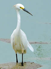 Aigrette neigeuse