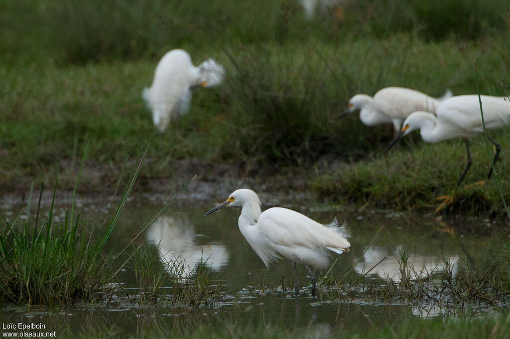 Aigrette neigeuse