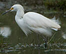 Aigrette neigeuse