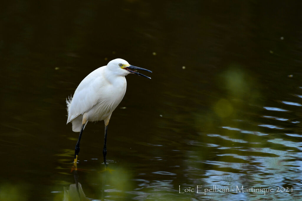 Aigrette neigeuse