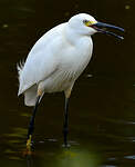 Aigrette neigeuse