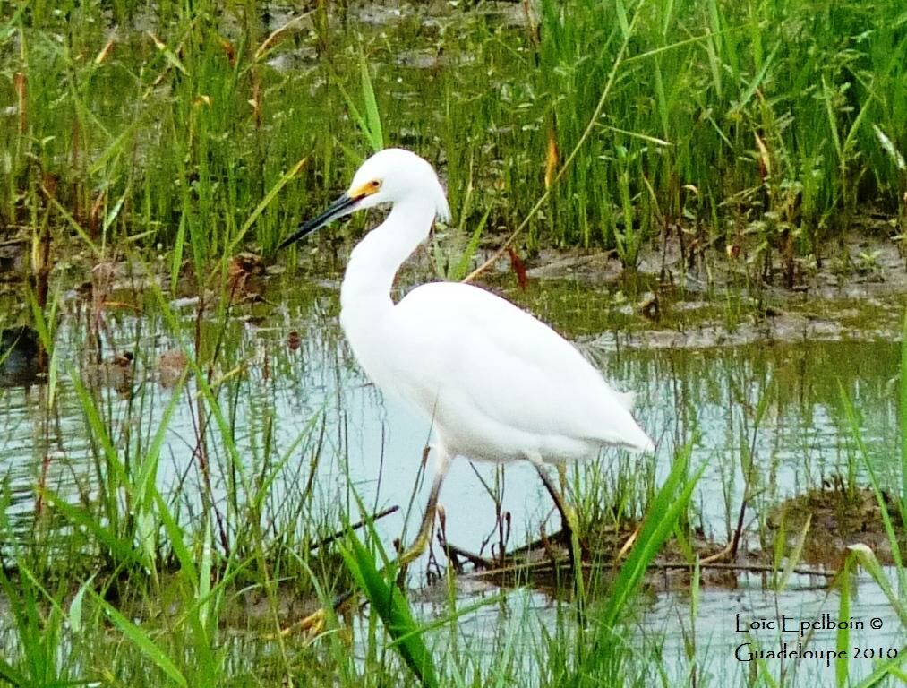 Snowy Egret