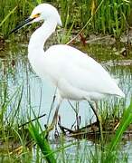 Snowy Egret