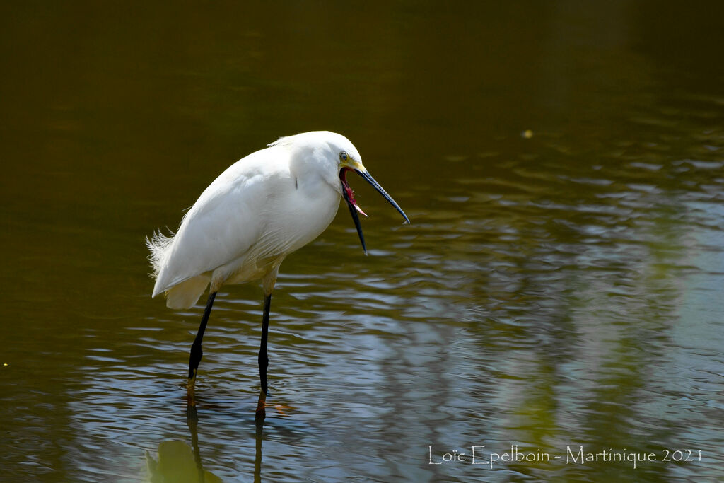 Snowy Egret