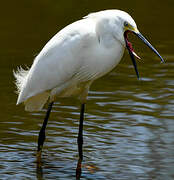 Aigrette neigeuse