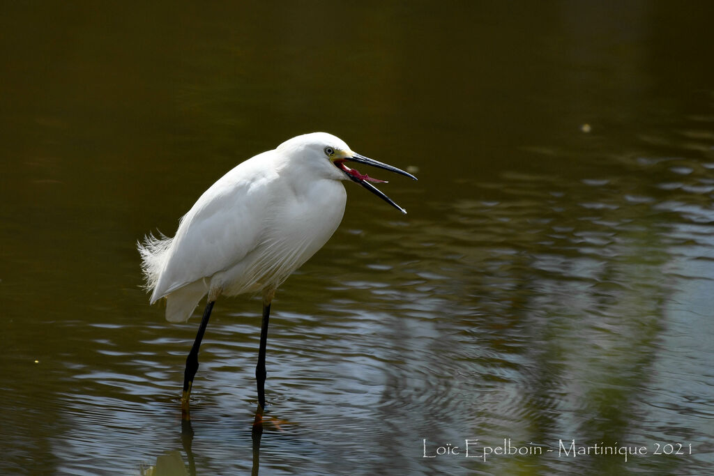 Snowy Egret