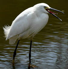 Aigrette neigeuse