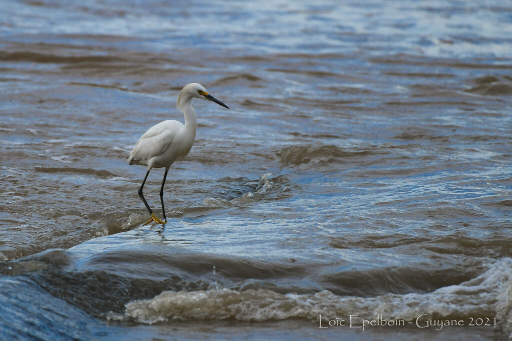 Snowy Egret