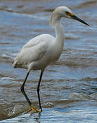 Snowy Egret