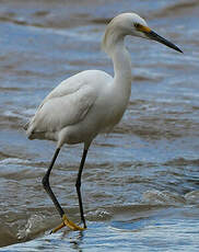 Aigrette neigeuse