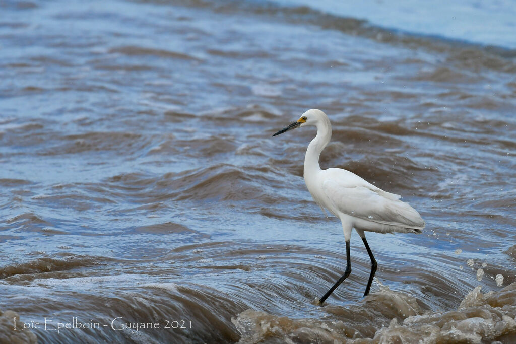 Snowy Egret