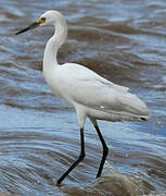 Snowy Egret