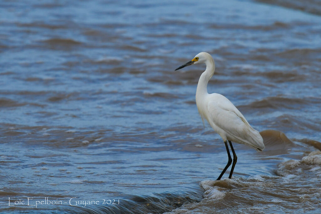 Aigrette neigeuse