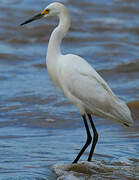 Snowy Egret