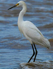 Aigrette neigeuse