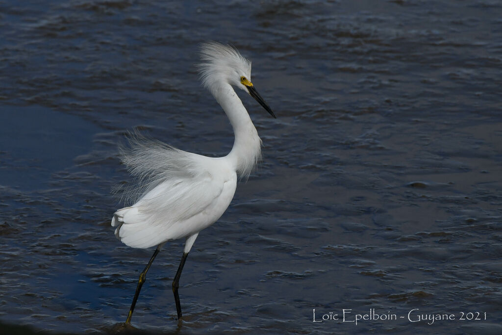 Snowy Egret