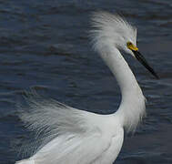 Aigrette neigeuse