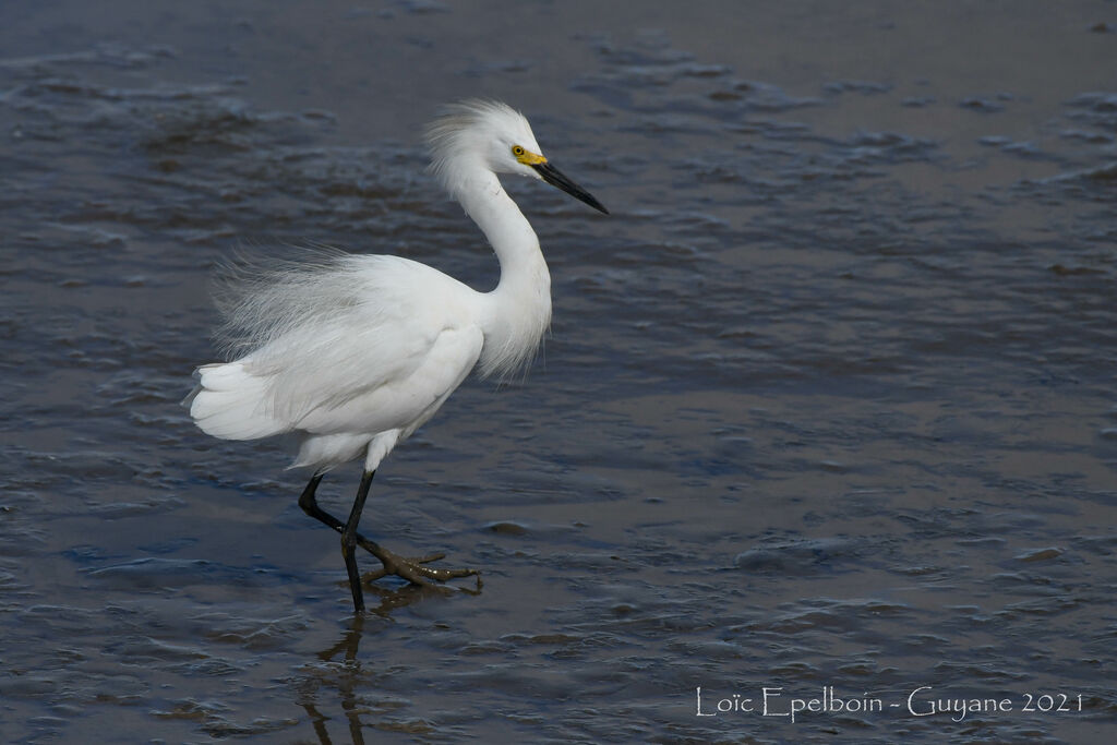 Aigrette neigeuse