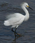 Aigrette neigeuse