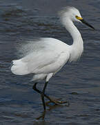 Snowy Egret