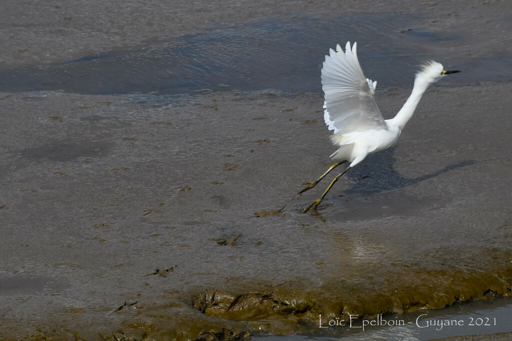 Snowy Egret