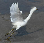 Aigrette neigeuse