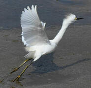 Snowy Egret