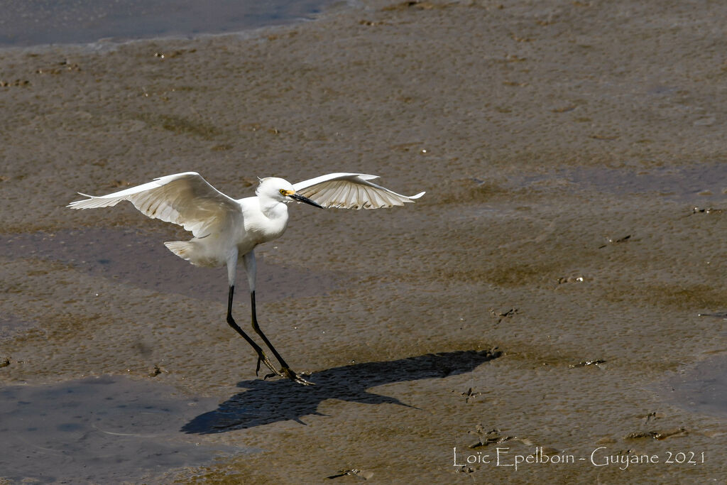 Snowy Egret