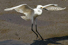 Snowy Egret