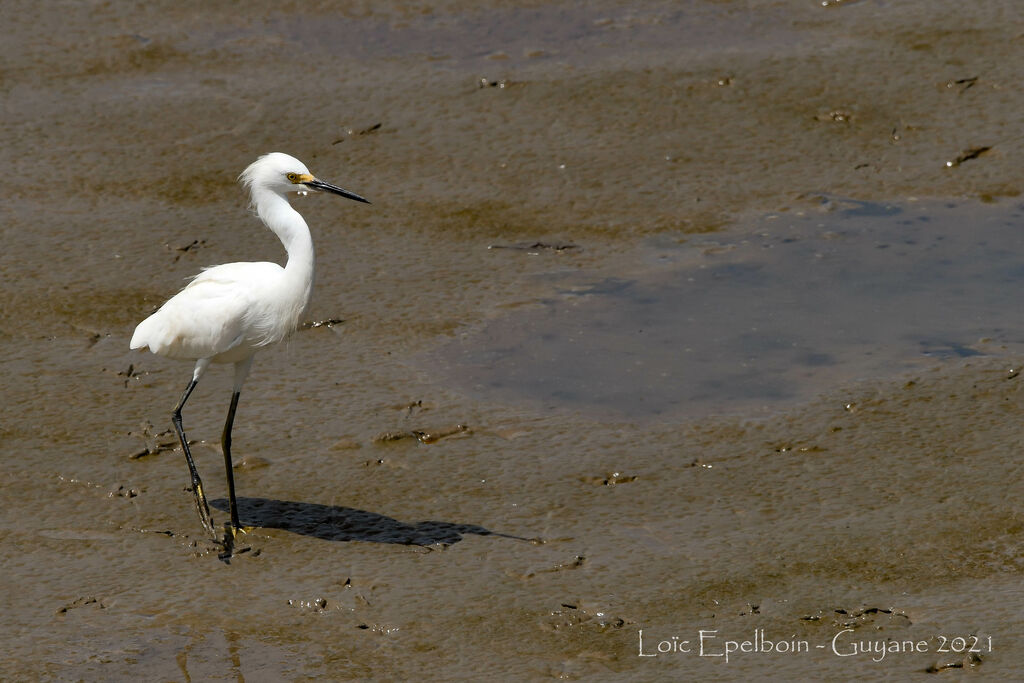 Snowy Egret