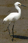 Aigrette neigeuse