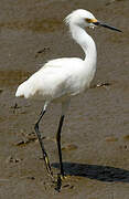 Snowy Egret