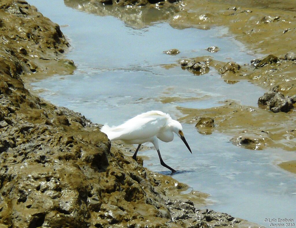 Aigrette neigeuse