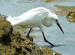 Aigrette neigeuse