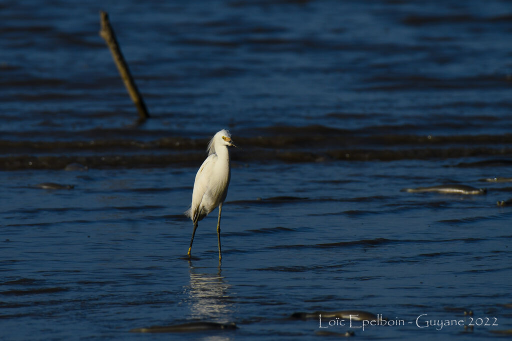 Aigrette neigeuse