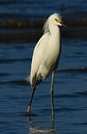 Aigrette neigeuse