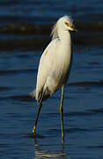 Snowy Egret