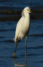 Aigrette neigeuse