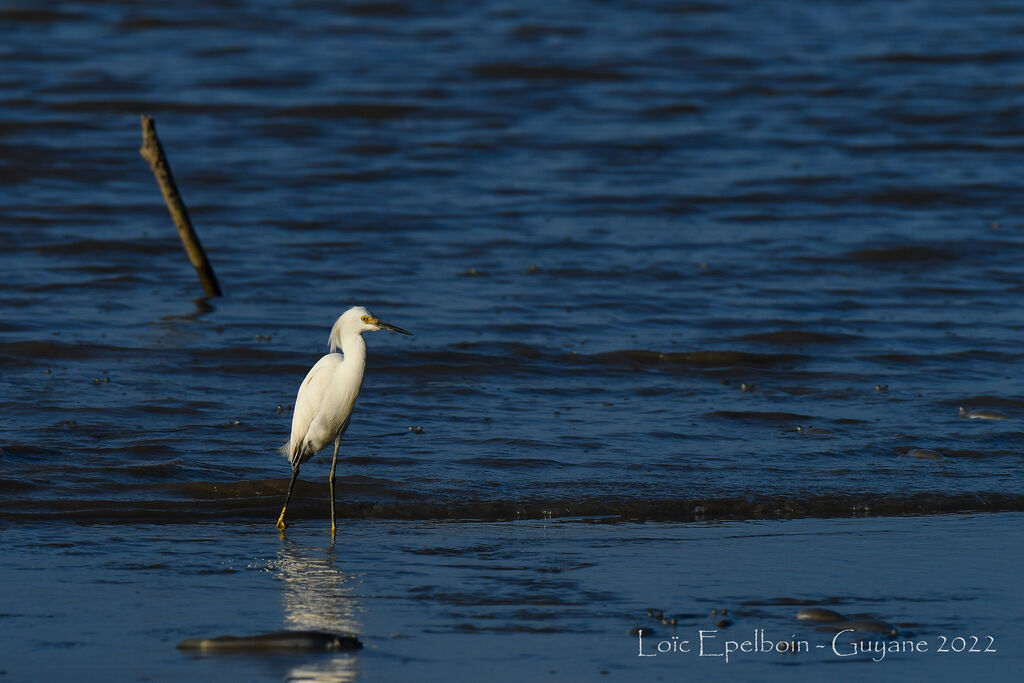 Aigrette neigeuse