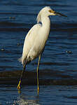 Aigrette neigeuse