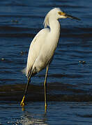 Snowy Egret