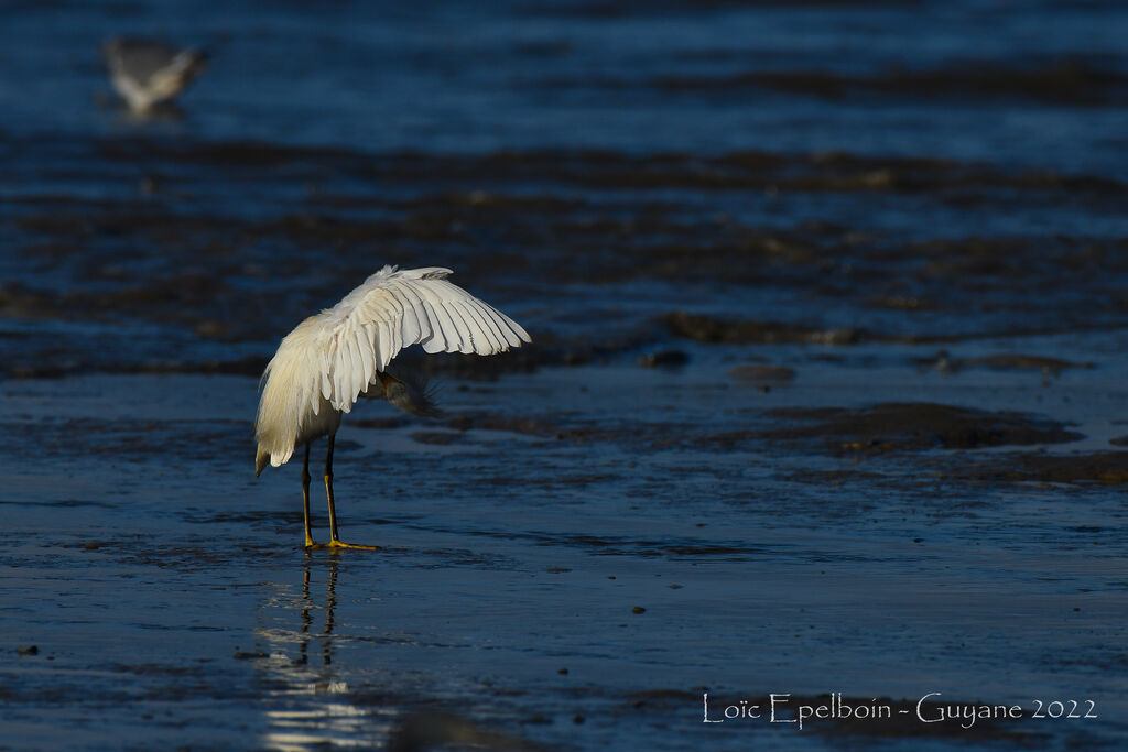 Snowy Egret