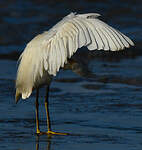 Aigrette neigeuse