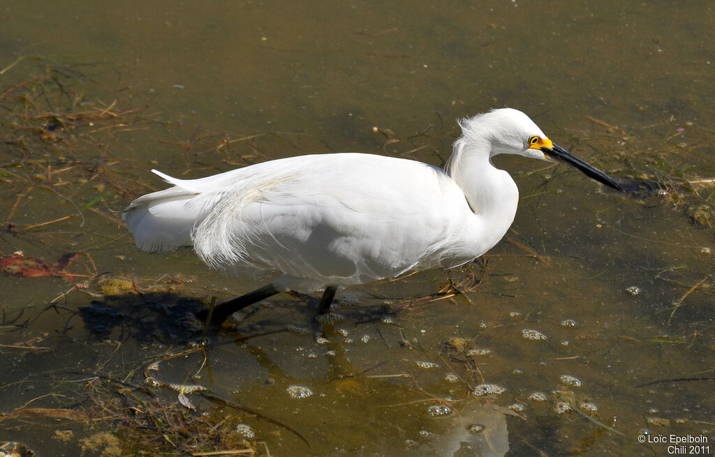 Aigrette neigeuse